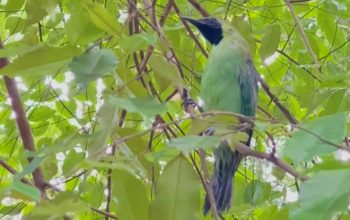 Ilustrasi cica daun besar (Chloropsis sonnerati). | Foto: KSDAE KLHK