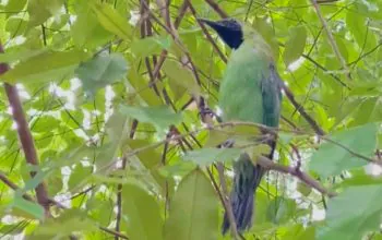 Pedagang Burung Dilindungi di Mojokerto Dituntut 1 Tahun Penjara