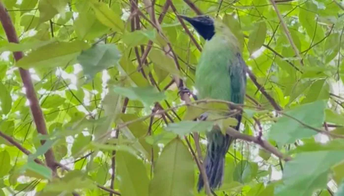 Pedagang Burung Dilindungi di Mojokerto Dituntut 1 Tahun Penjara