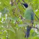 Pedagang Burung Dilindungi di Mojokerto Dituntut 1 Tahun Penjara