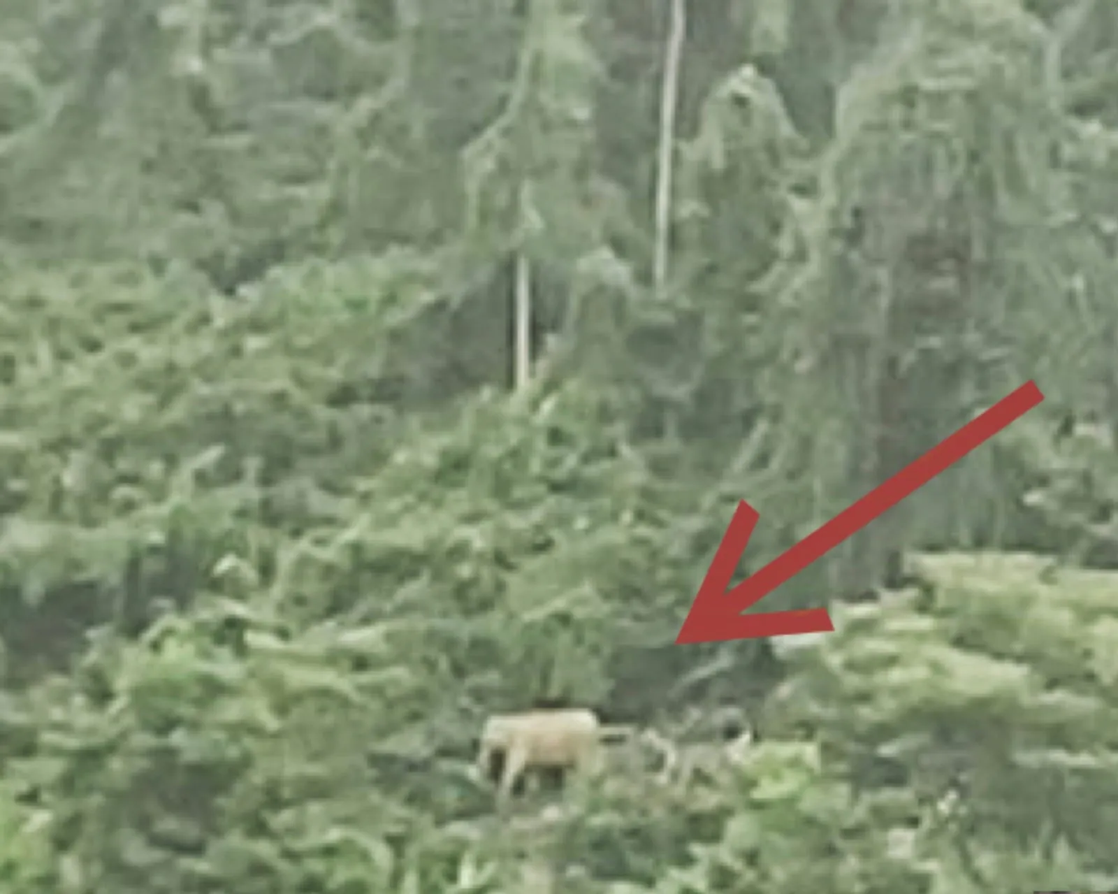 Seekor gajah yang terekam masuk ke perkebunan yang berbatasan dengan hutan. | Foto: Dokumentasi LPLHa