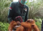 Orangutan Ali bersama petugas BKSDA. | Foto: Tangkapan layar video BKSDA Kalimantan Tengah