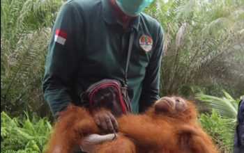 Orangutan Ali bersama petugas BKSDA. | Foto: Tangkapan layar video BKSDA Kalimantan Tengah