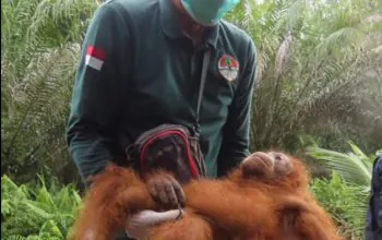 Tiga Orangutan yang Dievakuasi BKSDA Kalteng sudah Dilepasliarkan