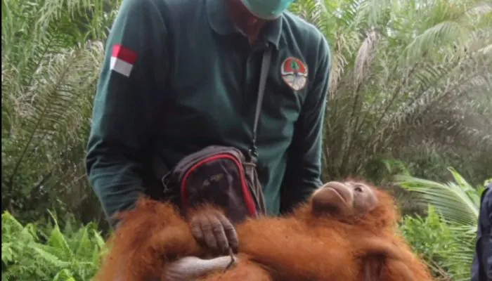 Tiga Orangutan yang Dievakuasi BKSDA Kalteng sudah Dilepasliarkan