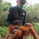 Orangutan Ali bersama petugas BKSDA. | Foto: Tangkapan layar video BKSDA Kalimantan Tengah