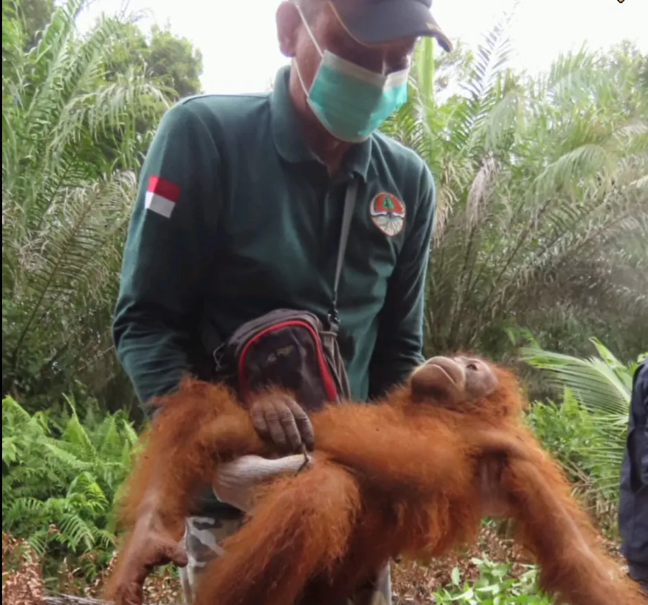 Orangutan Ali bersama petugas BKSDA. | Foto: Tangkapan layar video BKSDA Kalimantan Tengah