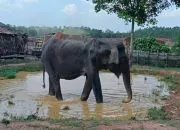 Gajah liar yang terluka masuk permukiman di PALI, Sumatra Selatan. | Foto: IDN Times