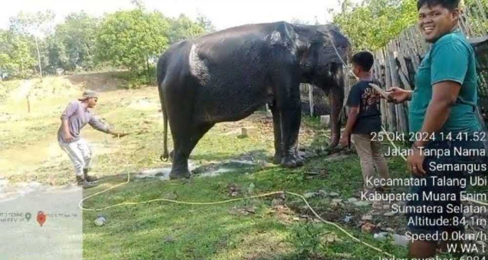 Warga mencoba memandikan gajah liar yang terluka. | Foto: IDN Times