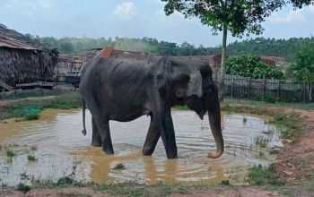 Gajah liar yang terluka masuk permukiman di PALI, Sumatra Selatan. | Foto: IDN Times