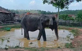 Infeksi dan Dehidrasi, Seekor Gajah Betina Mati di PALI