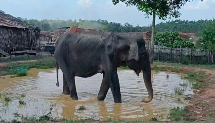 Infeksi dan Dehidrasi, Seekor Gajah Betina Mati di PALI