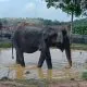 Gajah liar yang terluka masuk permukiman di PALI, Sumatra Selatan. | Foto: IDN Times