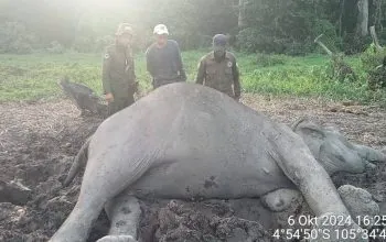 Gajah liar yang mati di Taman Nasional Way Kambas. | Foto: Humas Polda Lampung