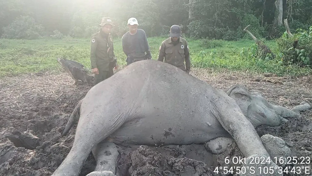 Gajah liar yang mati di Taman Nasional Way Kambas. | Foto: Humas Polda Lampung