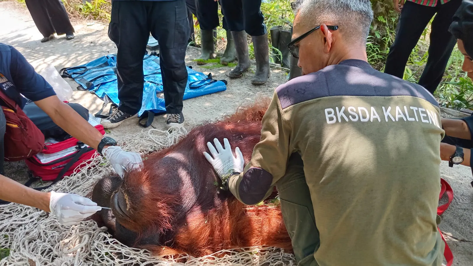 Hambawang saat dievakuasi oleh petugas. | Foto: BKSDA Kalimantan Tengah