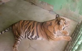 Harimau Anggi yang sedang menjalani perawatan di Medan Zoo. | Foto: mistar.id