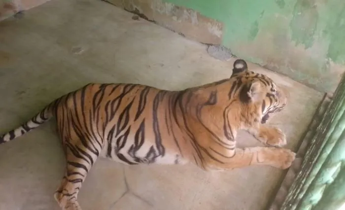 Harimau Anggi yang sedang menjalani perawatan di Medan Zoo. | Foto: mistar.id