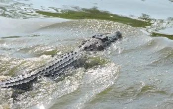 Ilustrasi buaya muara (Crocodylus porosus). | Foto: Bayu Nanda/Garda Animalia