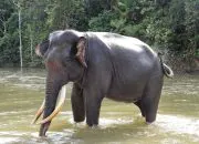 Ilustrasi gajah sumatera (Elephas maximus sumatranus). | Foto: Bruce Levick/Getty Images