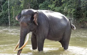 Ilustrasi gajah sumatera (Elephas maximus sumatranus). | Foto: Bruce Levick/Getty Images