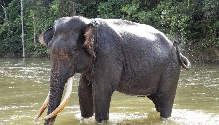 Konflik Terjadi Diduga karena Terpotongnya Jalur Jelajah Gajah