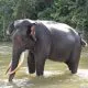 Ilustrasi gajah sumatera (Elephas maximus sumatranus). | Foto: Bruce Levick/Getty Images