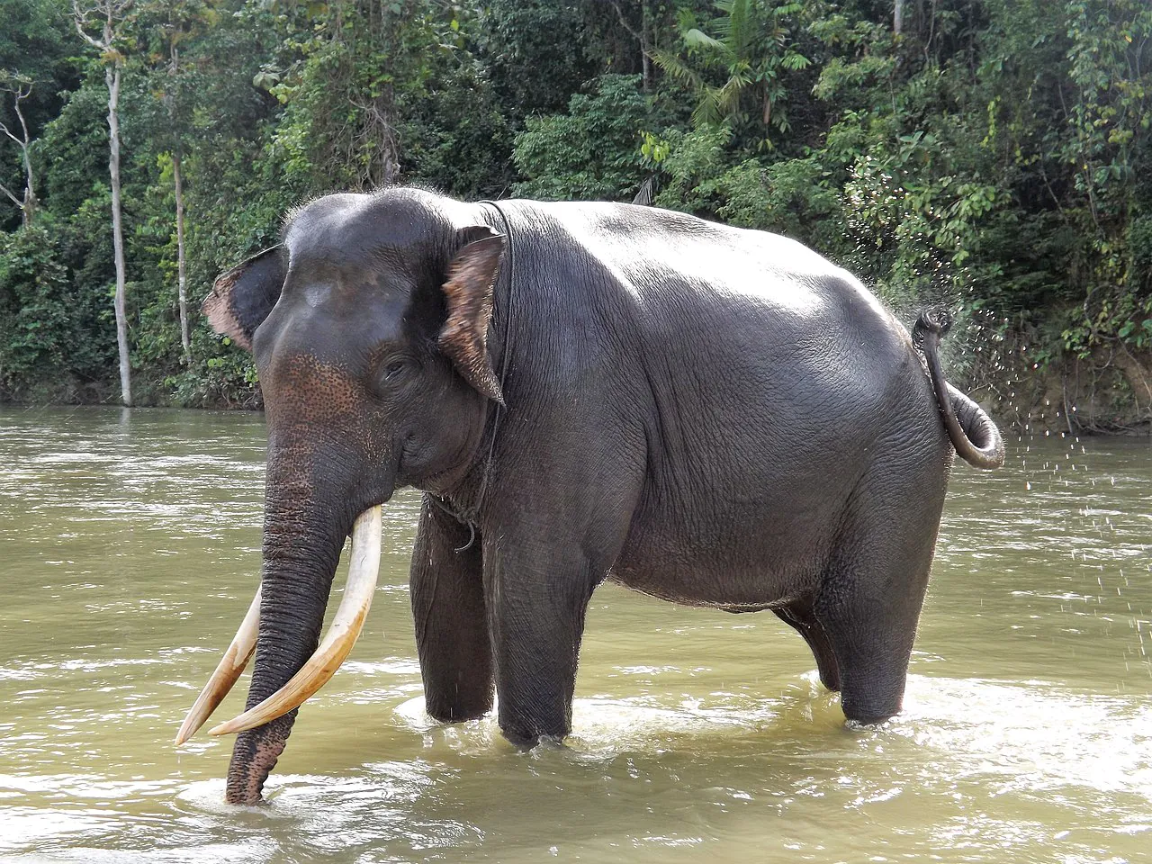 Ilustrasi gajah sumatera (Elephas maximus sumatranus). | Foto: Bruce Levick/Getty Images