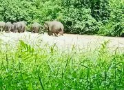 Ilustrasi gerombolan gajah sumatra. | Foto: PPID KLHK