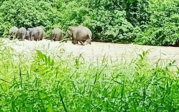 Ilustrasi gerombolan gajah sumatra. | Foto: PPID KLHK