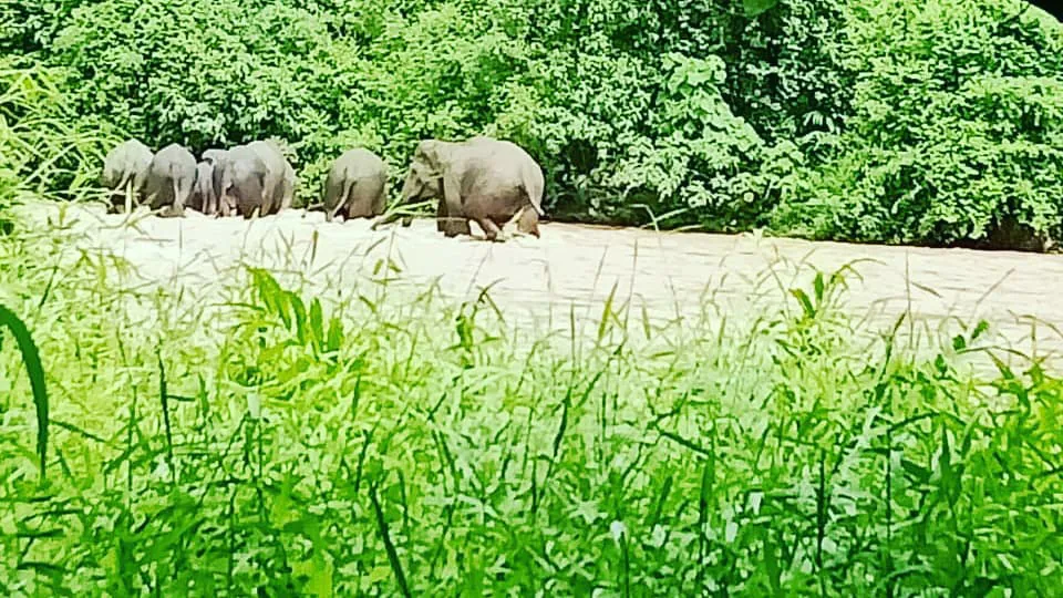 Ilustrasi gerombolan gajah sumatra. | Foto: PPID KLHK