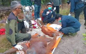 Tiga Orangutan yang Dievakuasi BKSDA Kalteng sudah Dilepasliarkan