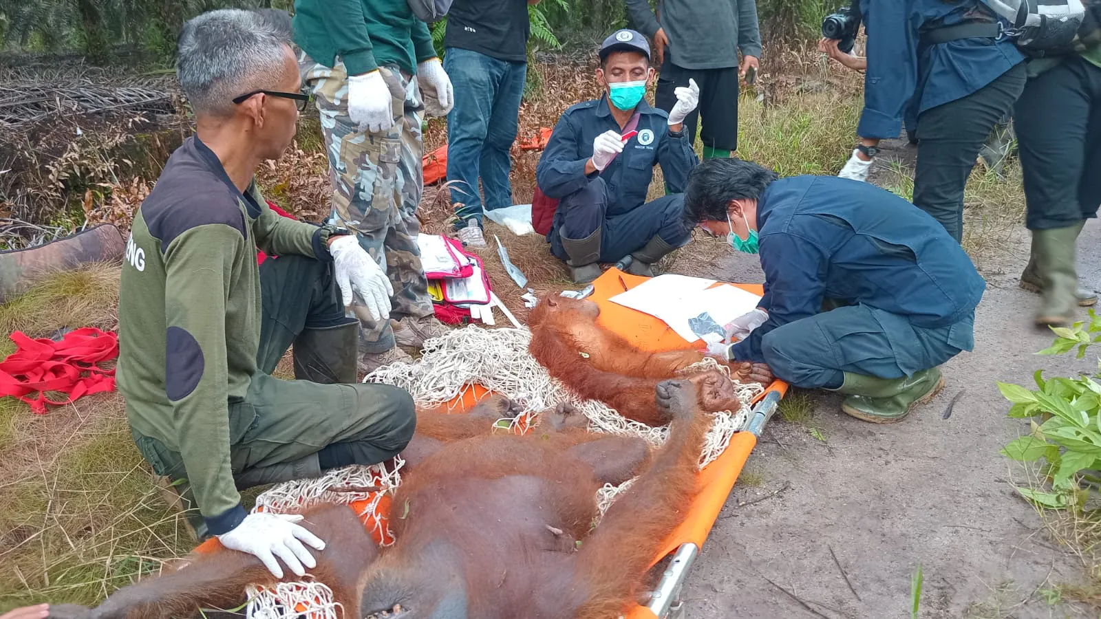 Dahlia dan Ali yang dievakuasi oleh BKSDA Kalimantan tengah. | Foto: BKSDA Kalteng