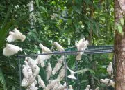 Puluhan ekor kakatua tanimbar (Cacatua goffiniana) yang dilepasliarkan di Hutan Desa Lorulun. | Foto: BKSDA Maluku