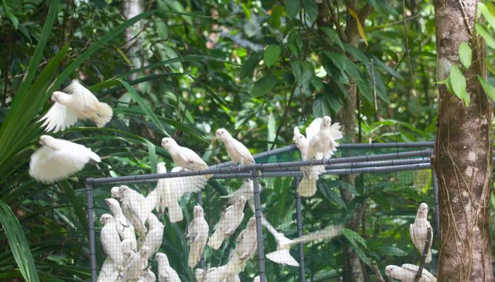 Kakatua Tanimbar, si Endemik Kepulauan Tanimbar Kembali ke Habitat