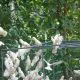 Puluhan ekor kakatua tanimbar (Cacatua goffiniana) yang dilepasliarkan di Hutan Desa Lorulun. | Foto: BKSDA Maluku