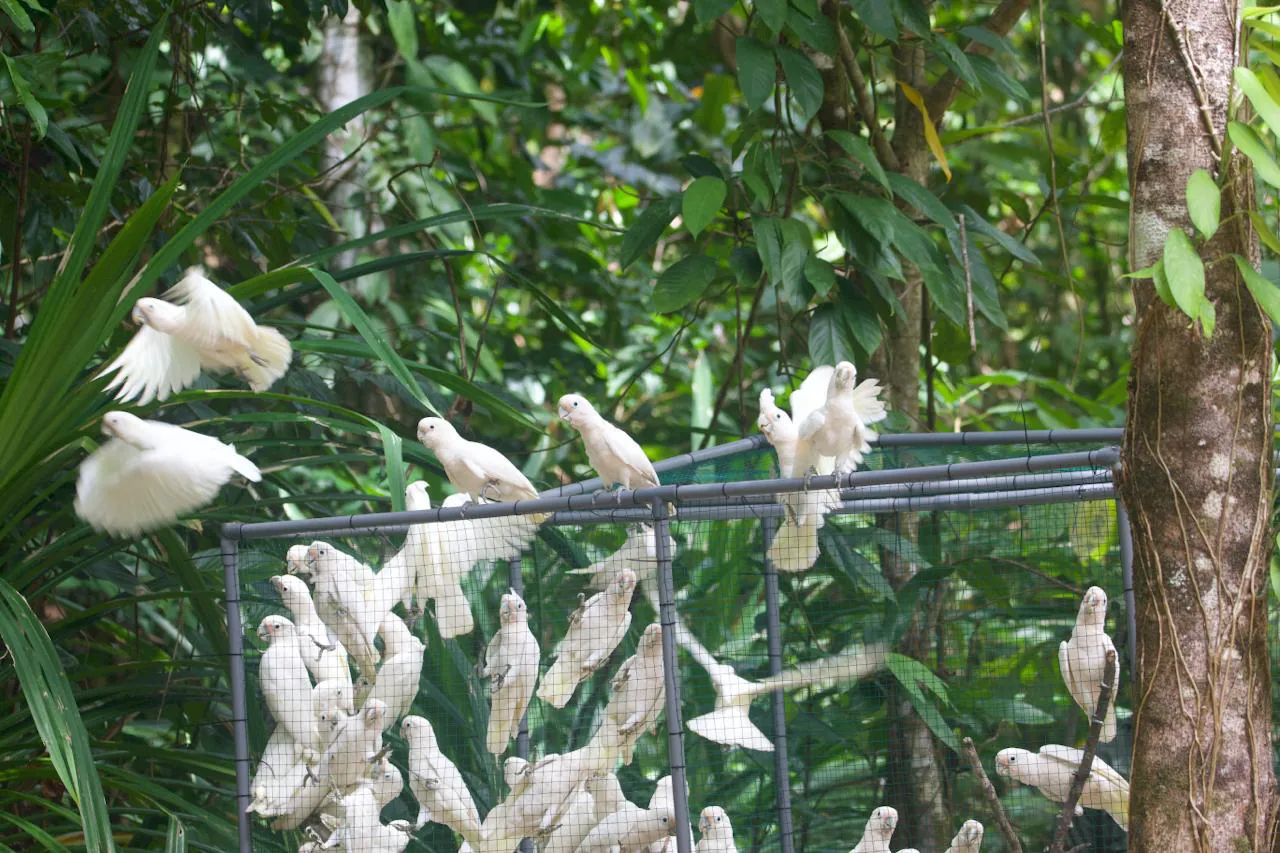 Puluhan ekor kakatua tanimbar (Cacatua goffiniana) yang dilepasliarkan di Hutan Desa Lorulun. | Foto: BKSDA Maluku