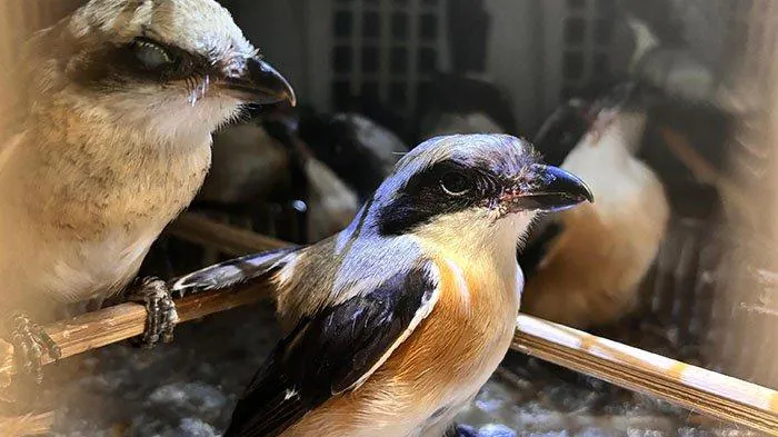 Burung yang berhasil diamankan dari upaya penyelundupan dan akhirnya dilepasliarkan. | Foto: Karantina Lampung diunduh dari Tribun Lampung