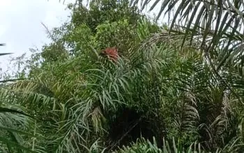 Kemunculan orangutan di kebun sawit yang terekam oleh warga. | Foto: BKSDA Resor Sampit