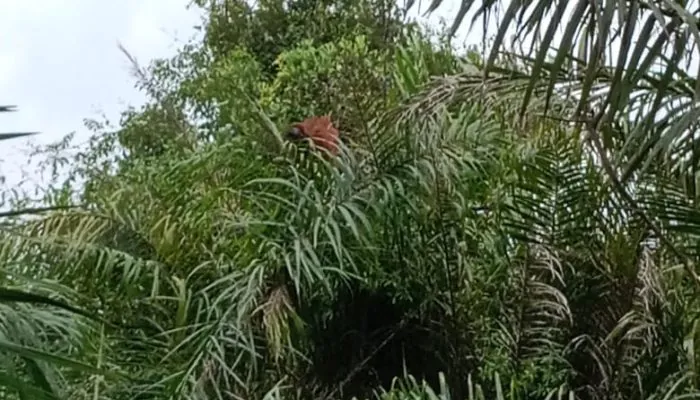 Orangutan Makan Umbut Sawit imbas Kurang Makanan di Hutan