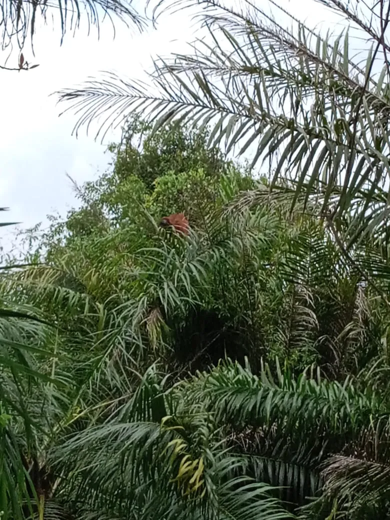 Kemunculan orangutan di kebun sawit yang terekam oleh warga. | Foto: BKSDA Resor Sampit