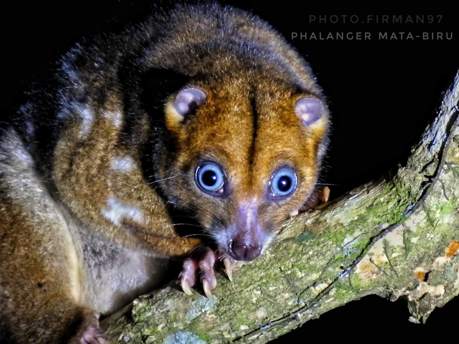 Seekor kuskus mata-biru di kawasan wisata Pulo Tareba, Takome, Ternate Barat. | Foto Firman Yahya