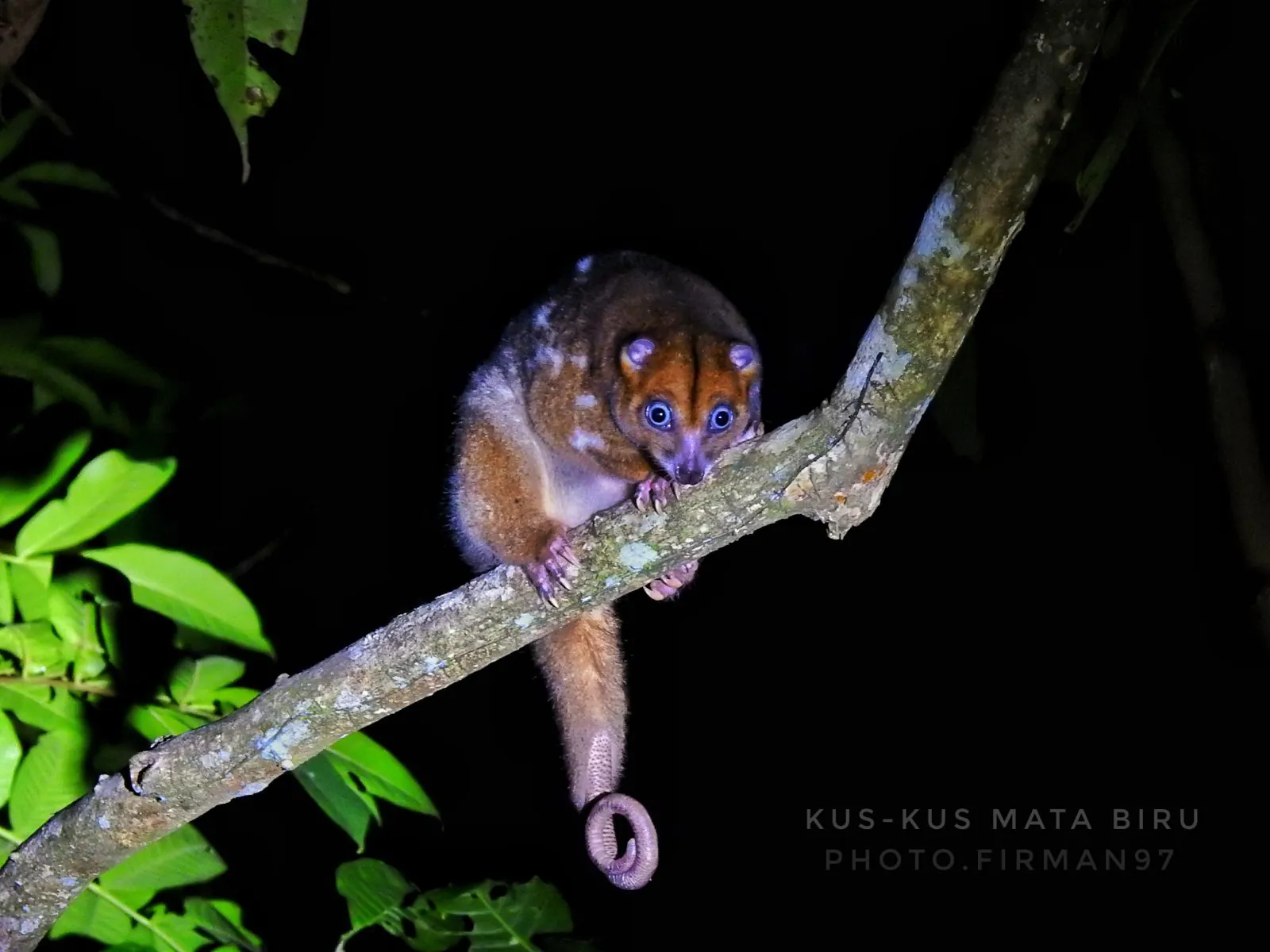 Seekor kuskus mata-biru di kawasan wisata Pulo Tareba, Takome, Ternate Barat. | Foto: Firman Yahya