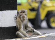 Monyet ekor panjang (Macaca fascicularis) sebagai salah satu satwa pembawa virus monkeypox. | Foto: Garda Animalia