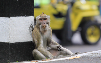 Monyet ekor panjang (Macaca fascicularis) sebagai salah satu satwa pembawa virus monkeypox. | Foto: Garda Animalia