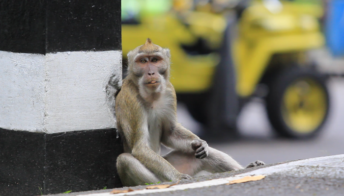 Mengenal Monkeypox, Bermula Ditemukan di Monyet lalu Manusia