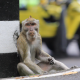 Monyet ekor panjang (Macaca fascicularis) sebagai salah satu satwa pembawa virus monkeypox. | Foto: Garda Animalia