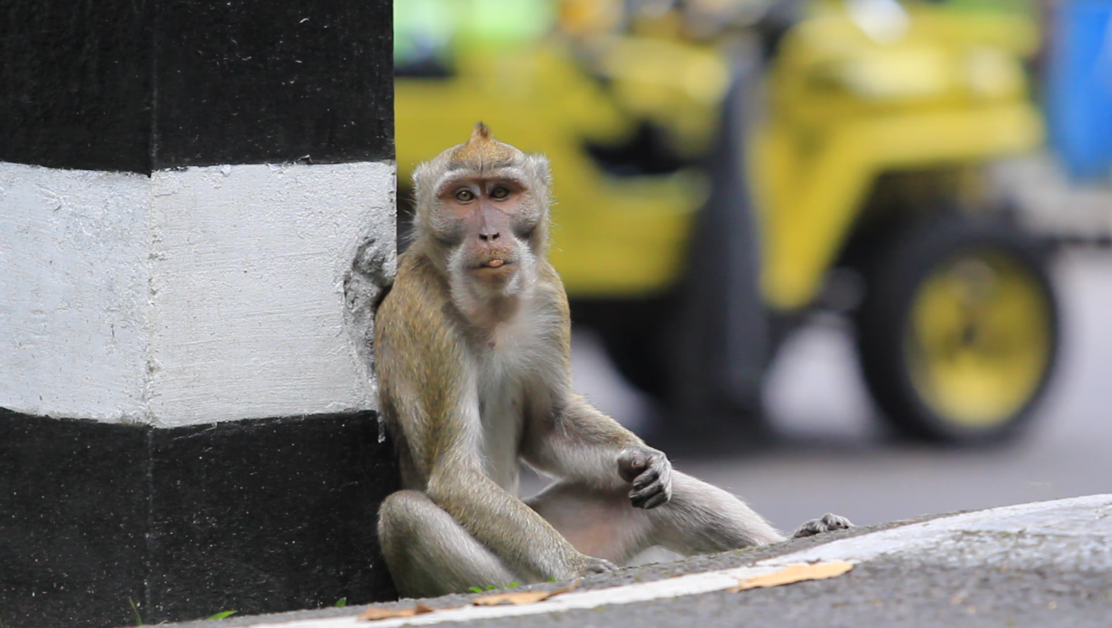 Monyet ekor panjang (Macaca fascicularis) sebagai salah satu satwa pembawa virus monkeypox. | Foto: Garda Animalia