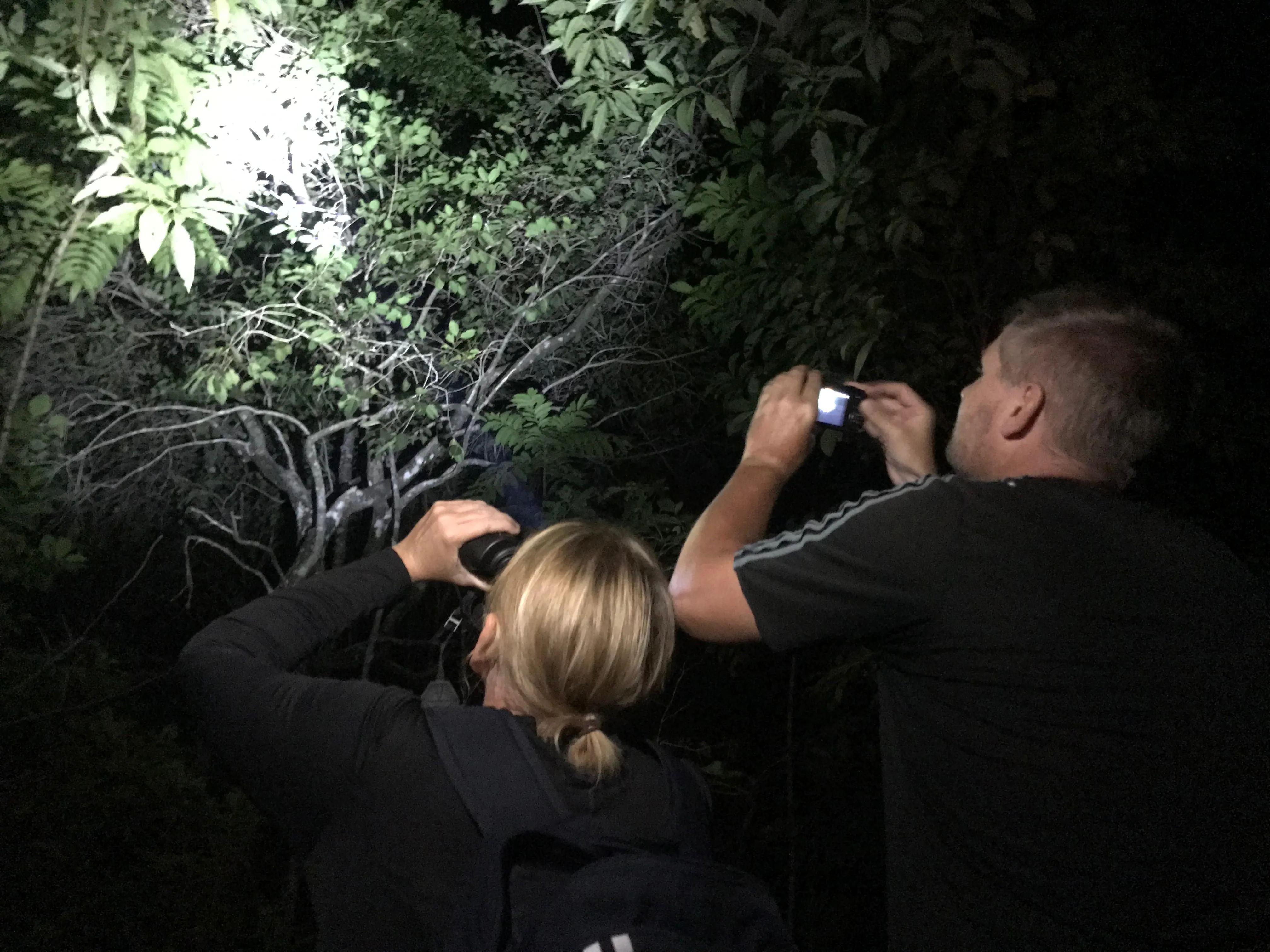 Dua turis mancanegara melakukan pengamatan malam untuk melihat kuskus mata-biru di kawasan wisata Pulo Tareba pada Sabtu (19/10/2024). | Foto: Rajuan Jumat/Garda Animalia