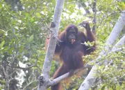 Orangutan yang dilepasliarkan di Kawasan Hutan Lindung Gunung Batu Mesangat, Kalimantan Timur. | Foto: PPID KLHK